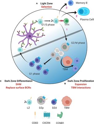 Compartments and Connections Within the Germinal Center